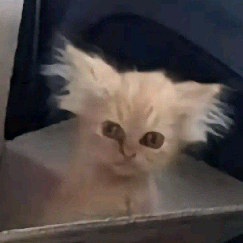 Polsha69 avatar