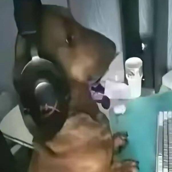Mishdog avatar
