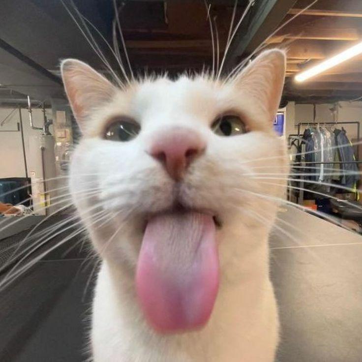 alekxs1 avatar