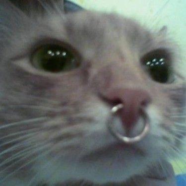 sn0wleopard1 avatar