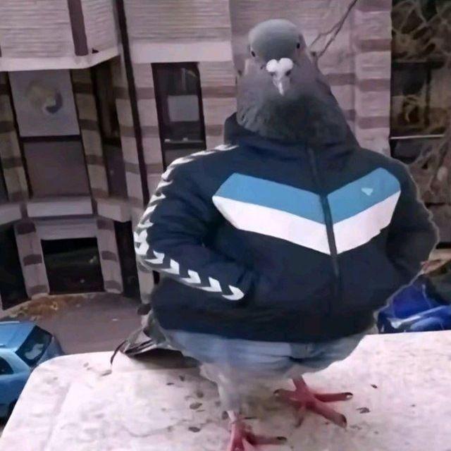 ZgoidazovZ avatar