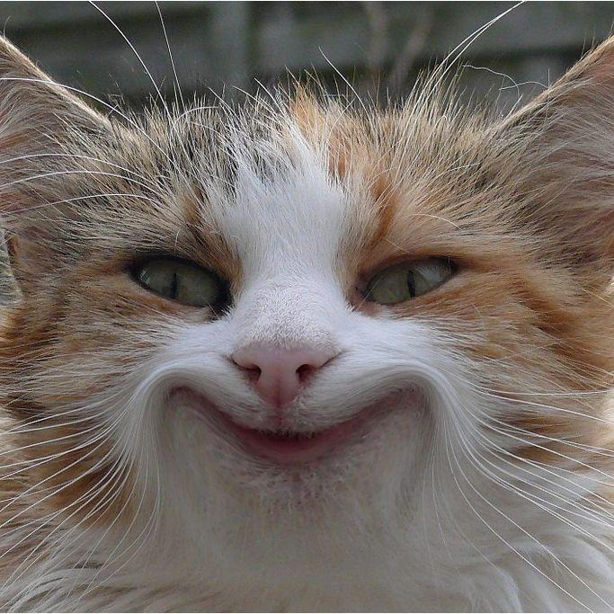 l1nk33