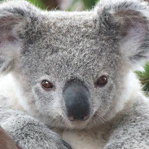 -_Koala_ avatar