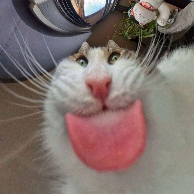 peakmescuf