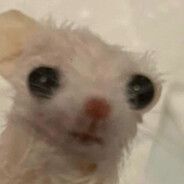 detrho