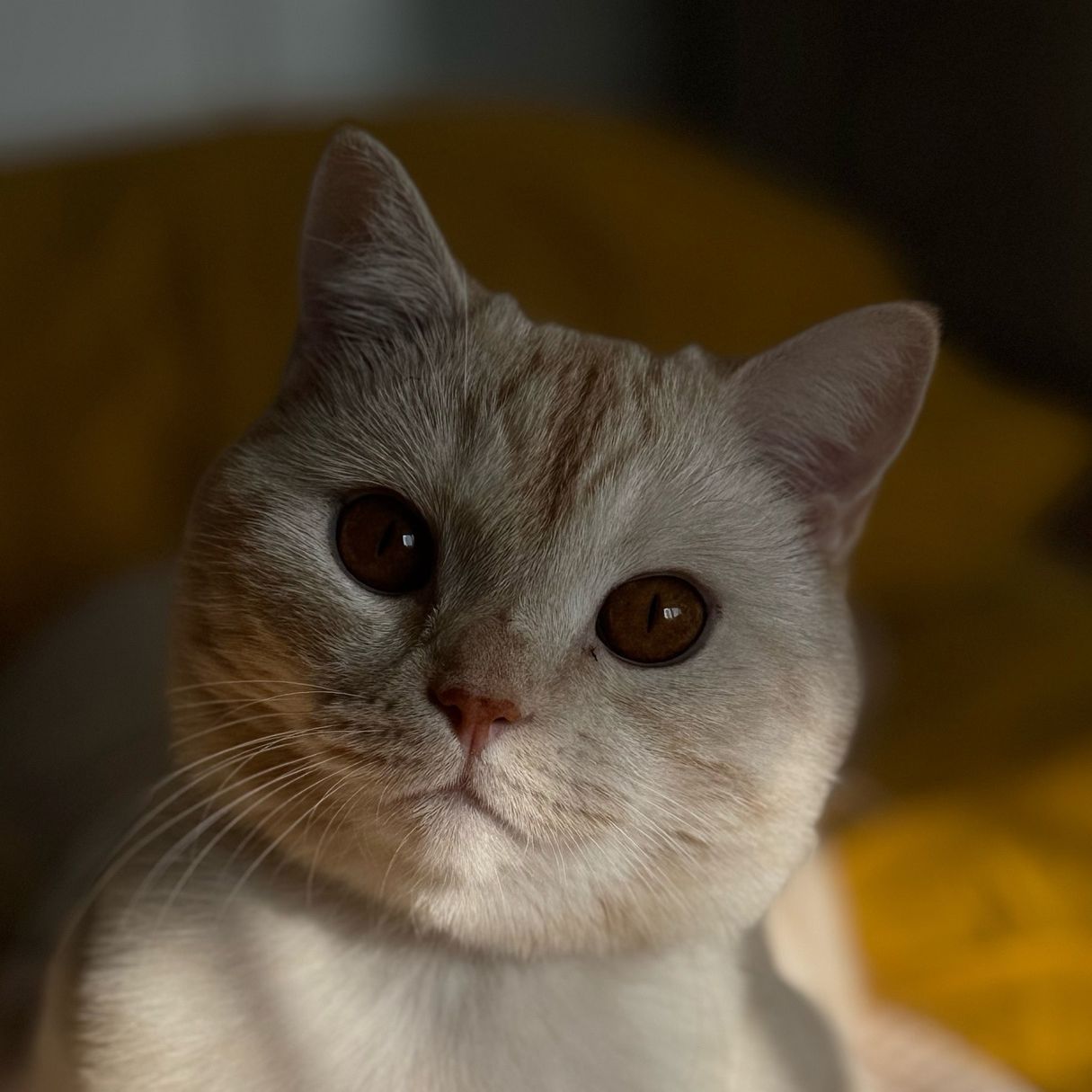 Addverlil avatar