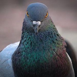 PigeonnCrack avatar