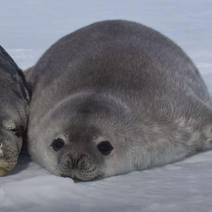 VLN_Seal avatar