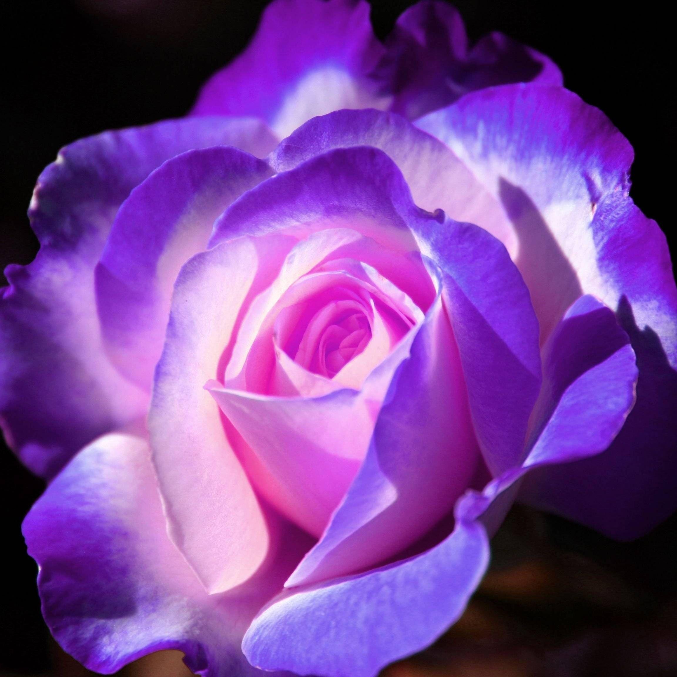 Purple_Rosee avatar