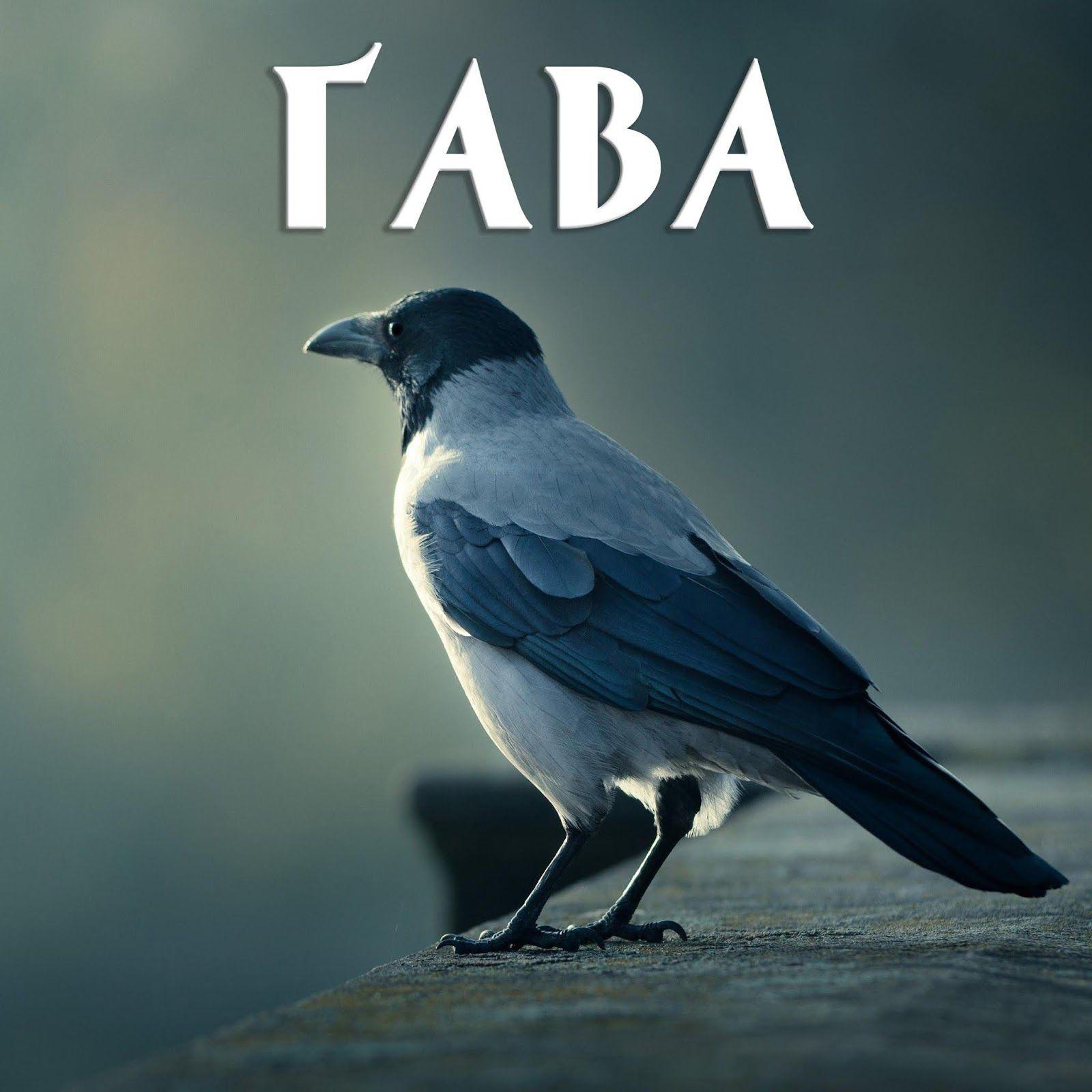 tarakoo avatar