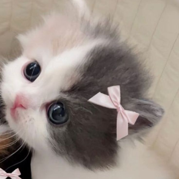 6CatKitty9