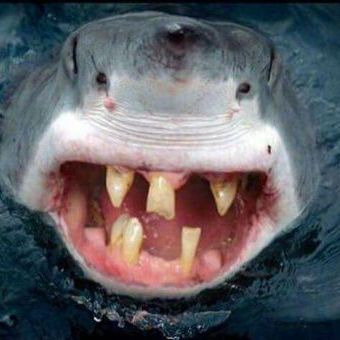 Shark-MLG