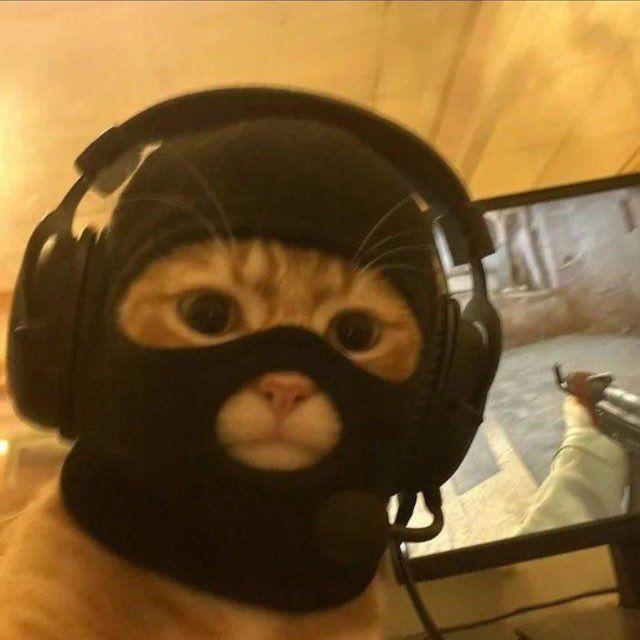 VovkO_o avatar