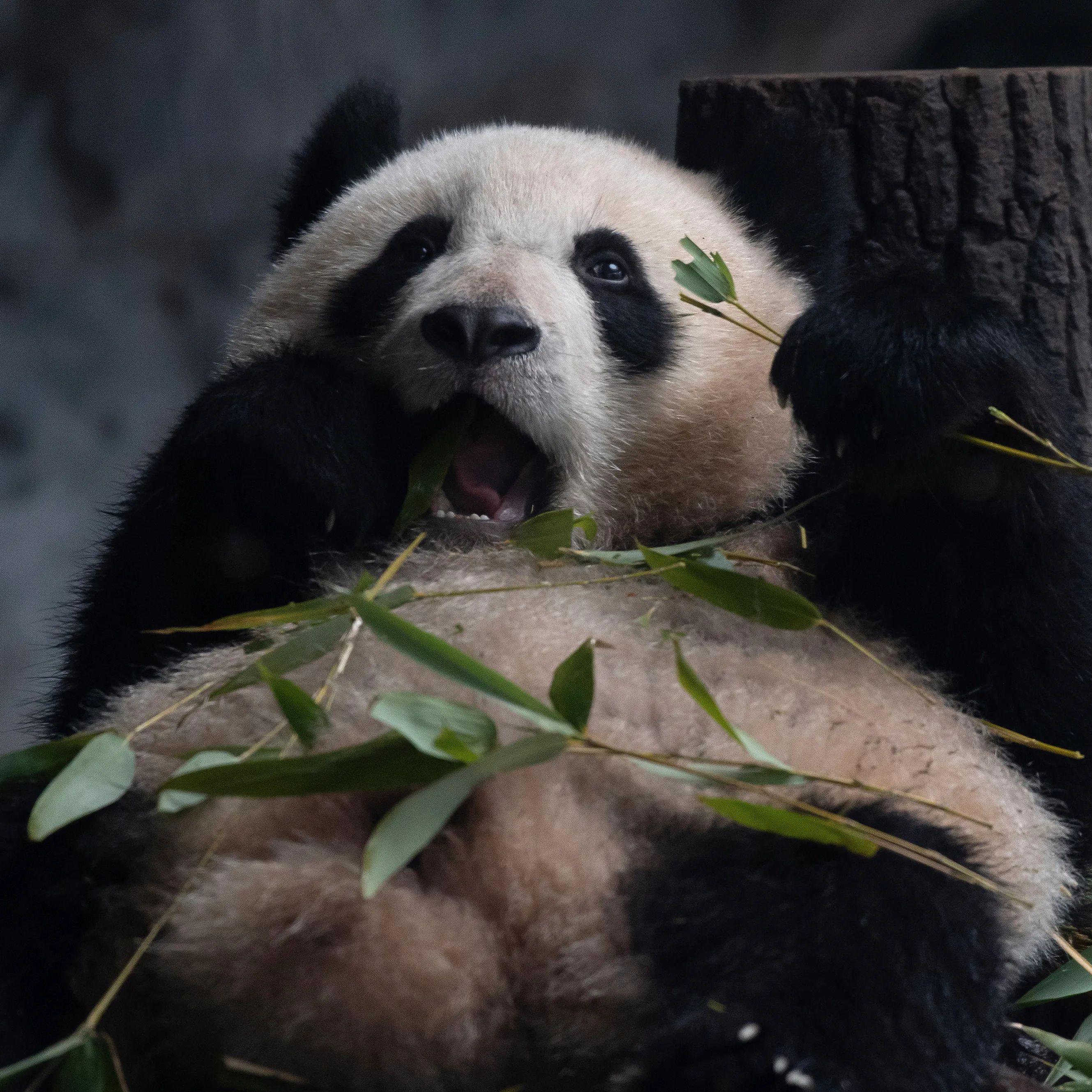 PassivePanda