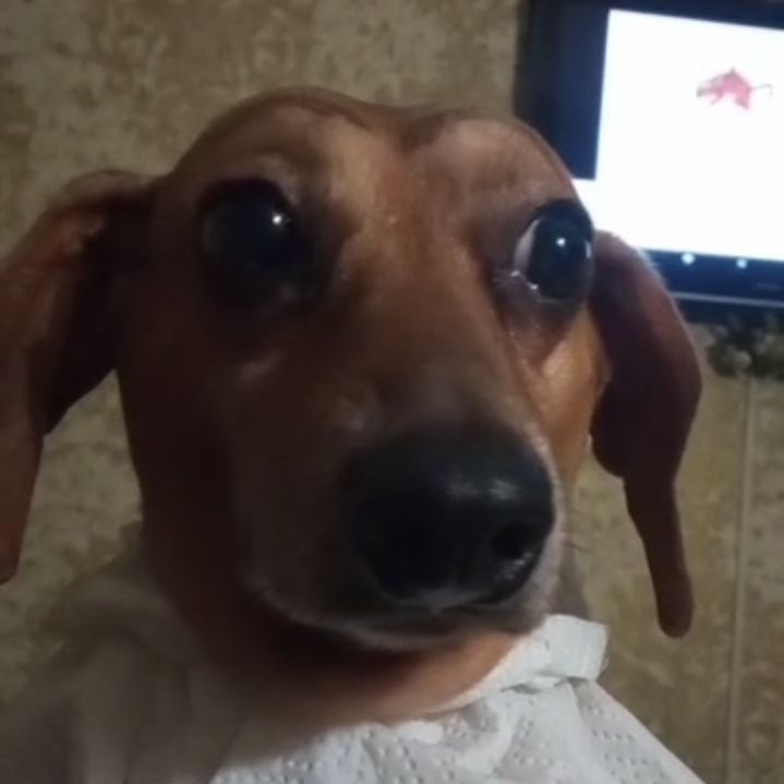 dvapivaTin