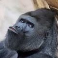 _G0rilla-