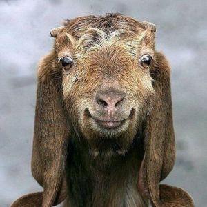 lil_goat avatar