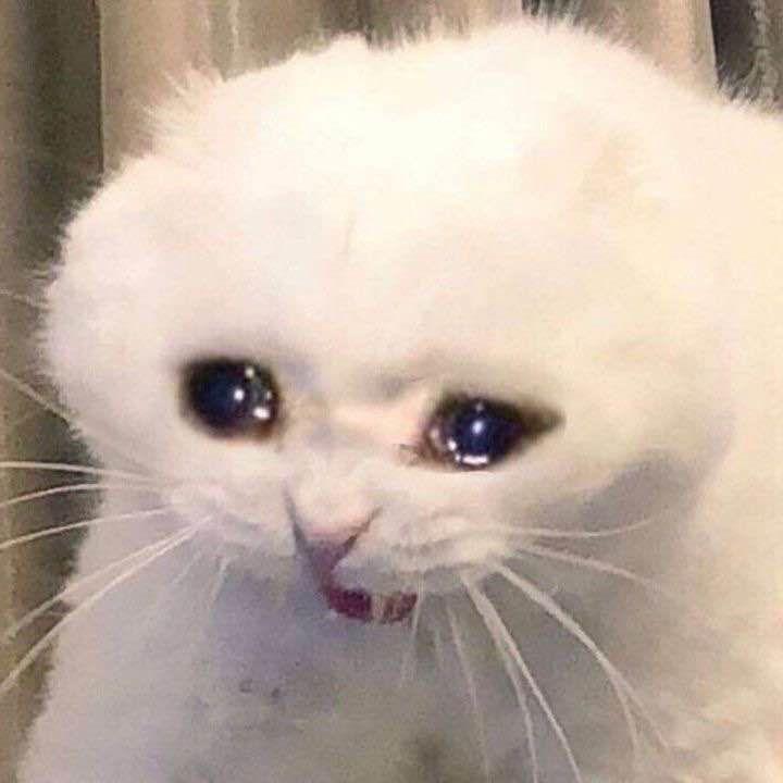 meow_meoww2 avatar