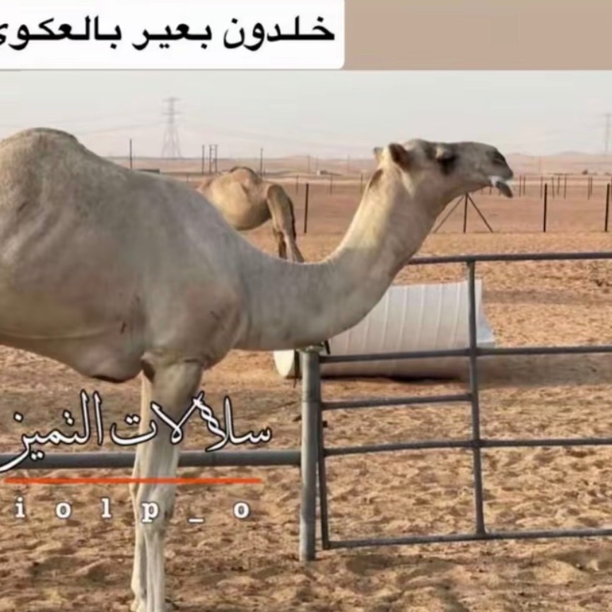 5LDON-