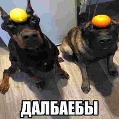 islXD