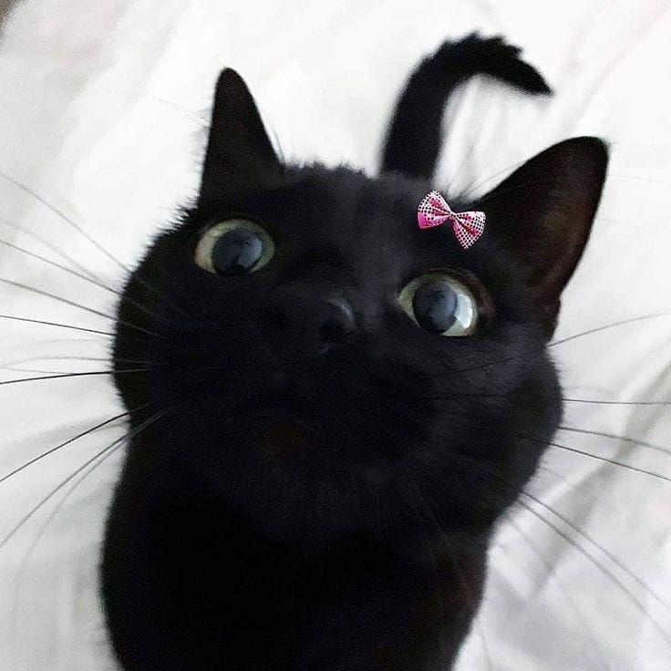 Szzzmija