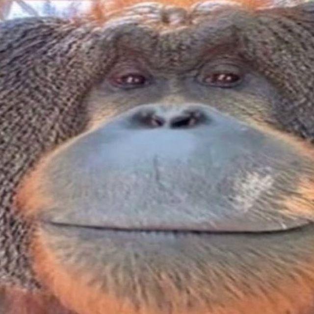 Or1onchik avatar