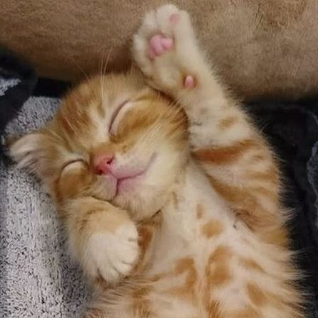 LovelyKitten