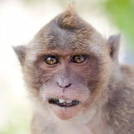 Monkeystr1ke