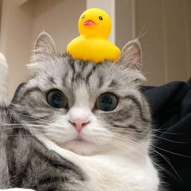 Forlek avatar
