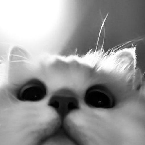 egoseptul avatar