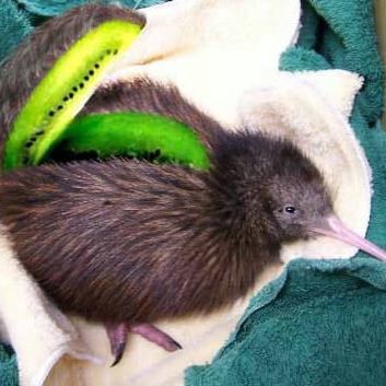 TheKiwi2
