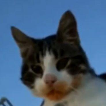 Napster avatar