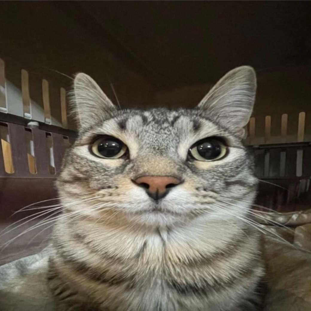 phr0g_ avatar