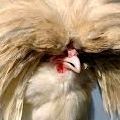 Les poules en rute