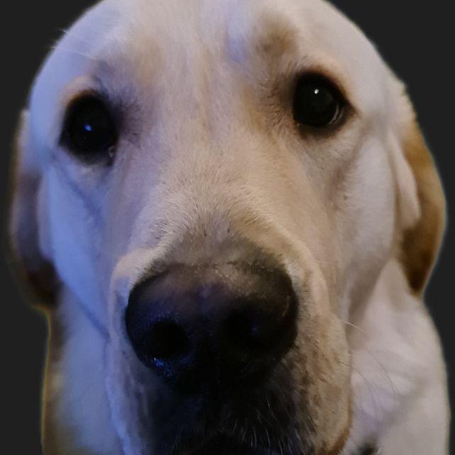 Krezi avatar