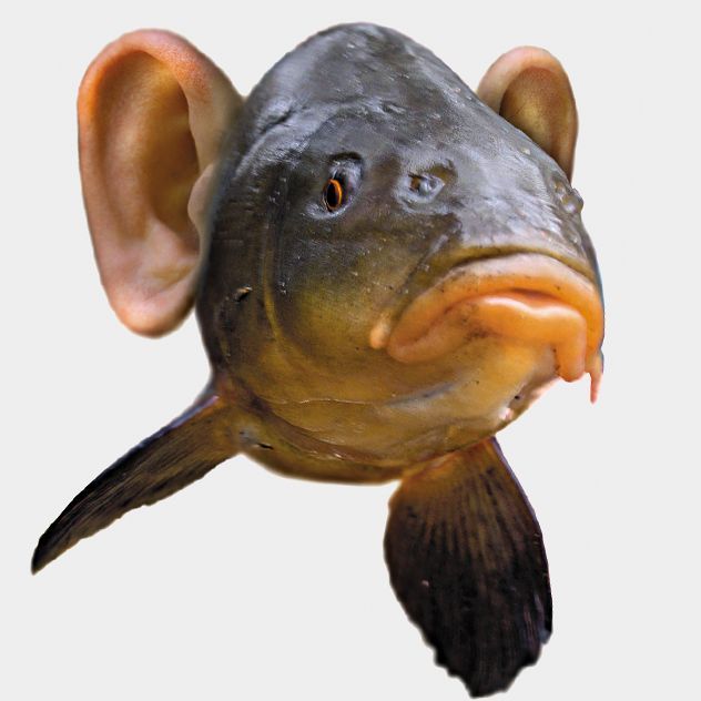 _-RIBA-_ FACEIT avatar