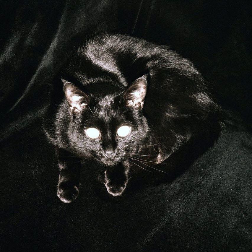 SONlCDEATH