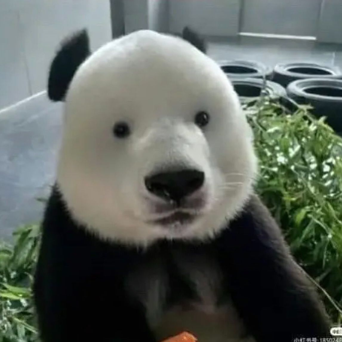 PandaaMann FACEIT avatar