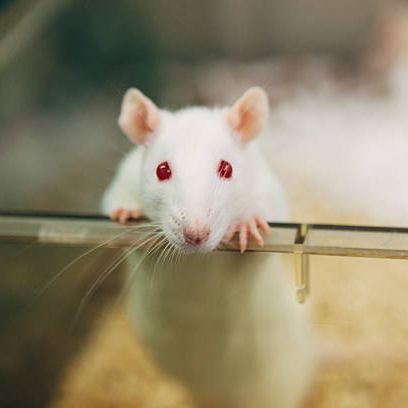 LAB_RAT_123