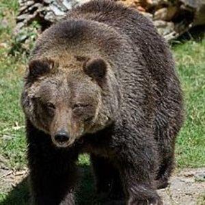 Grizzly1397 avatar