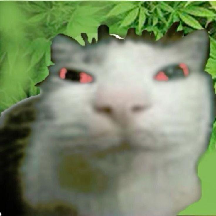 Lutcke avatar