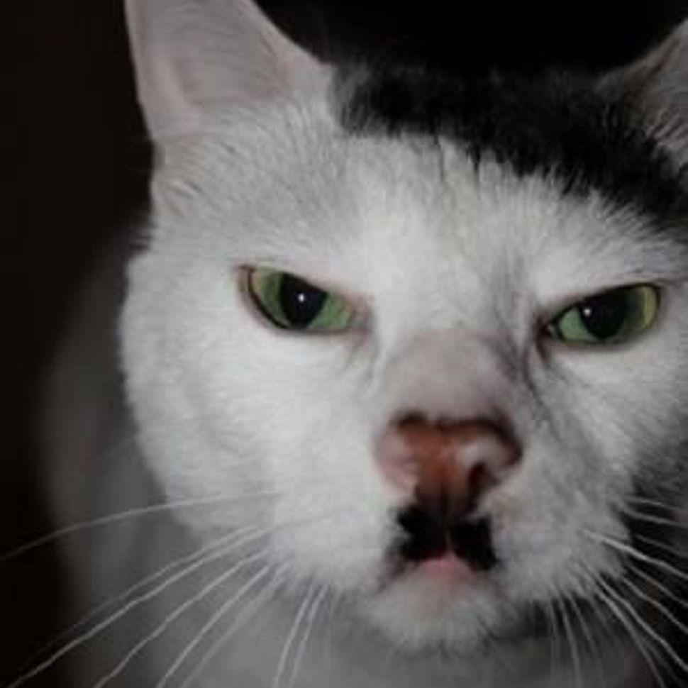 DolfiTheCat avatar