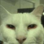 Aroniasty avatar