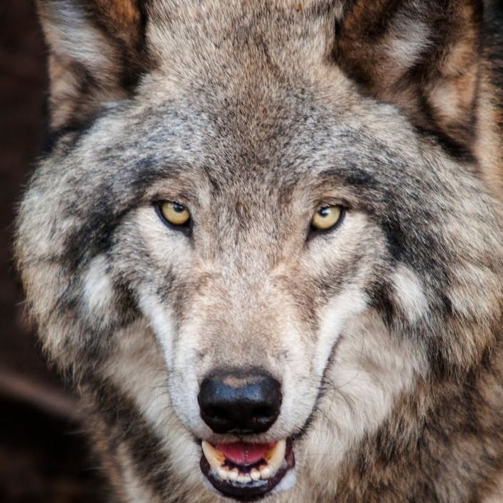 team_Wild-Wolf