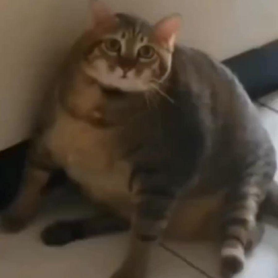 nyamko000 avatar