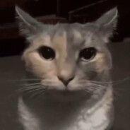 koticup avatar