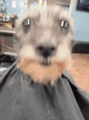 barberrr