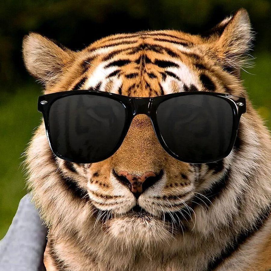 Basturmi4 avatar