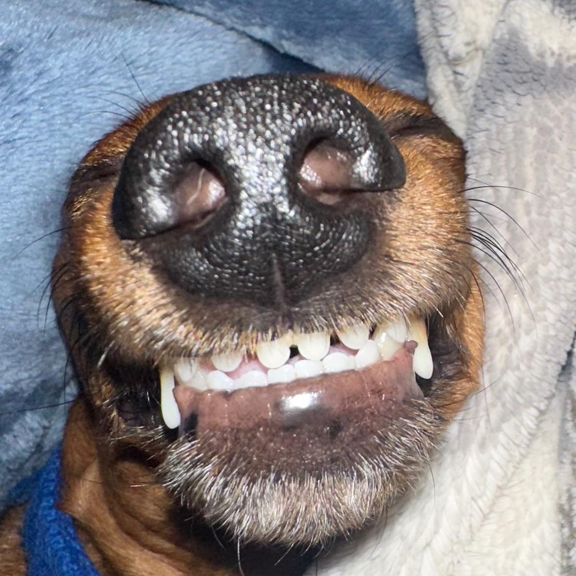 Air-Dawg avatar
