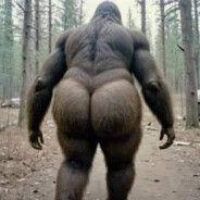 SasquatchVII avatar